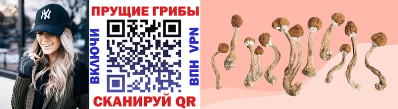 Псилоцибиновые грибы Psilocybe Фурманов